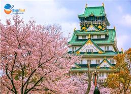 Tour Nhật Bản Hành Trình Vàng Mùa Hoa Anh Đào 6N5Đ